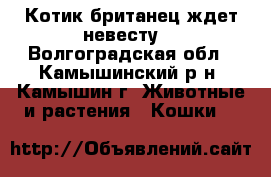 Котик британец ждет невесту. - Волгоградская обл., Камышинский р-н, Камышин г. Животные и растения » Кошки   